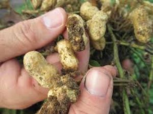 uploads/images/pest/groundnut nematode.jpg